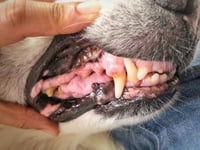 Picture of Dental Pain in Dogs: The Subtle Signs Owners Often Miss
